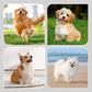 🎁Hot Sale 49% OFF🐾2 Pairs Anti-Slip Waterproof Dog Socks Shoes